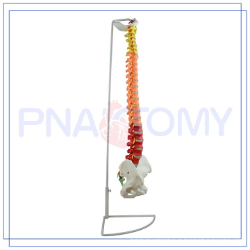 PNT-0120C 85cm modelo de columna vertebral flexible de color